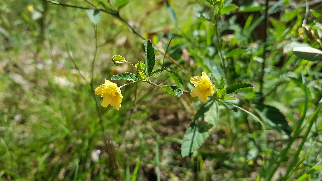 Gėlės,  Sodas,  Žydi,  Žiedas,  Floros,  Augalų,  Pobūdį,  Lapai, Nemokamos Nuotraukos,  Nemokama Licenzija