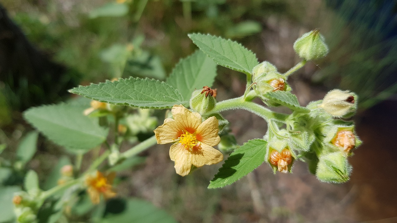 Gėlės,  Sodas,  Žydi,  Žiedas,  Floros,  Augalų,  Pobūdį,  Lapai, Nemokamos Nuotraukos,  Nemokama Licenzija