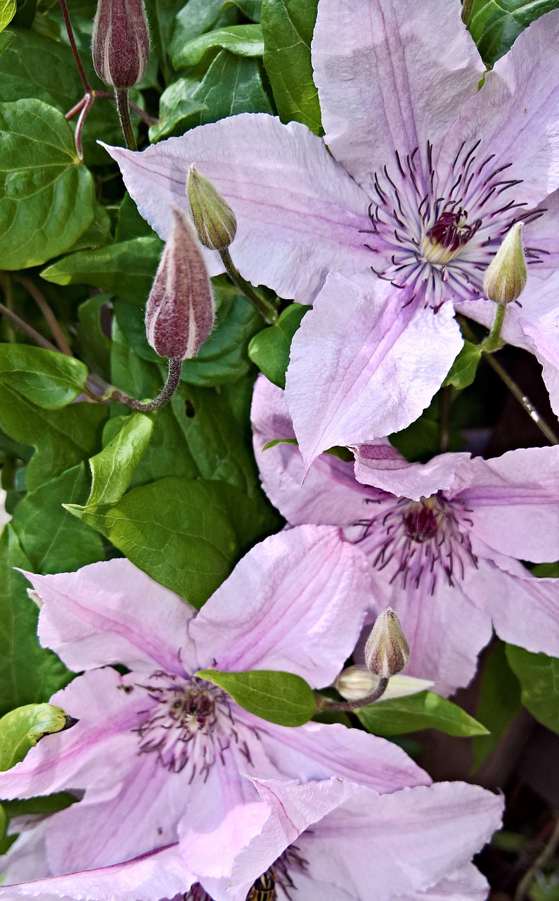 Gėlės,  Raganė,  Garbėtroška Augalų,  Didelės Gėlės,  Balta Violetine,  Tamsiai Gėlių Kuokeliai,  Pobūdį,  Sodas,  Vasara,  Iš Arti