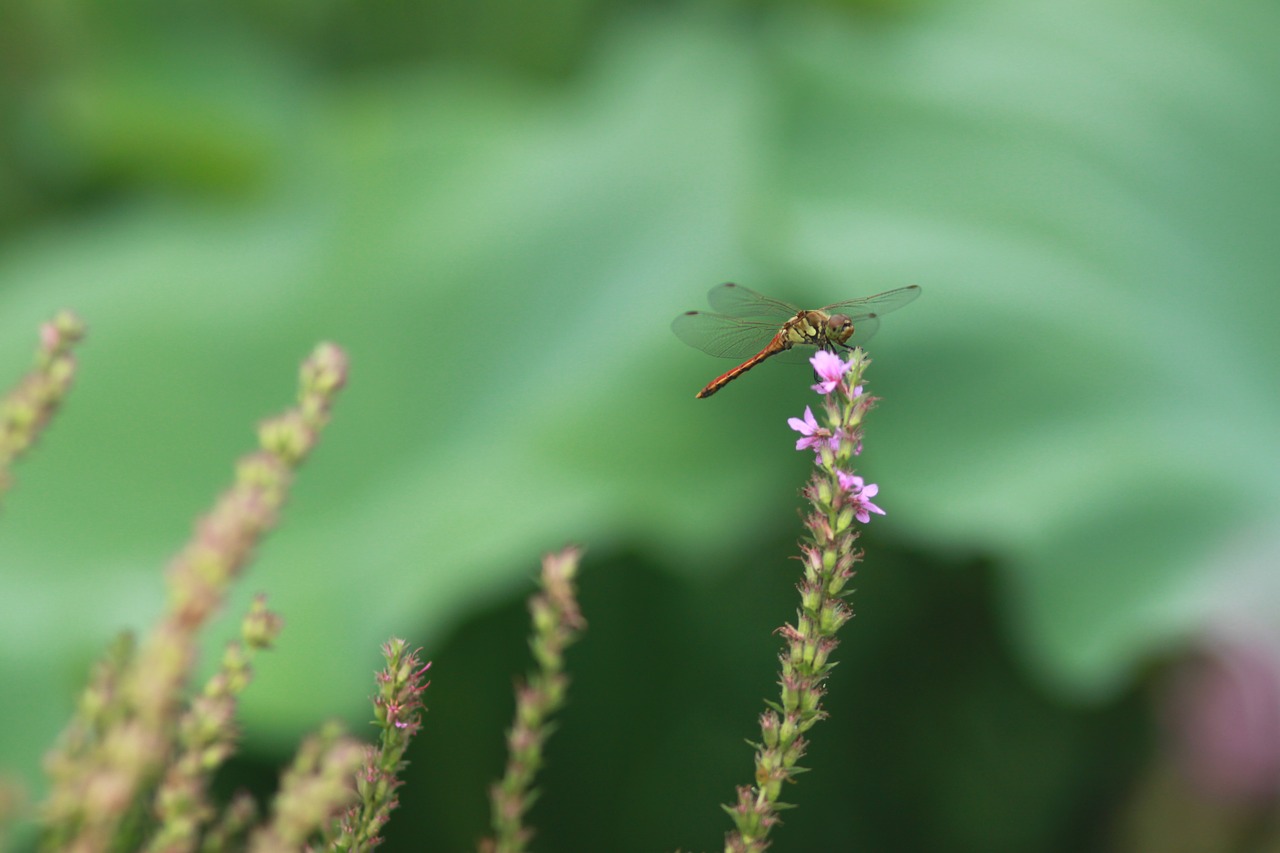 Gėlės,  Augalai,  Pobūdį,  Sodas,  Dragonfly,  Vabzdžiai, Nemokamos Nuotraukos,  Nemokama Licenzija