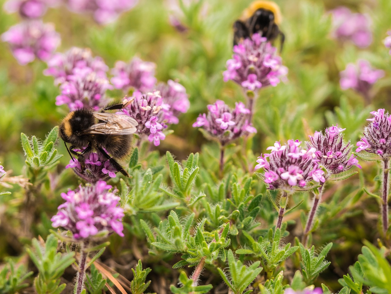 Gėlės,  Žolės,  Augalų,  Hummel,  Čiobreliai, Nemokamos Nuotraukos,  Nemokama Licenzija