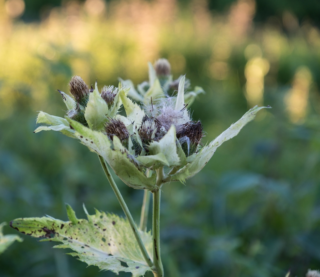 Gėlės,  Bud,  Pobūdį,  Žalias,  Meadow,  Laukinių Gėlių,  Makro,  Iš Arti,  Žydi,  Laukas