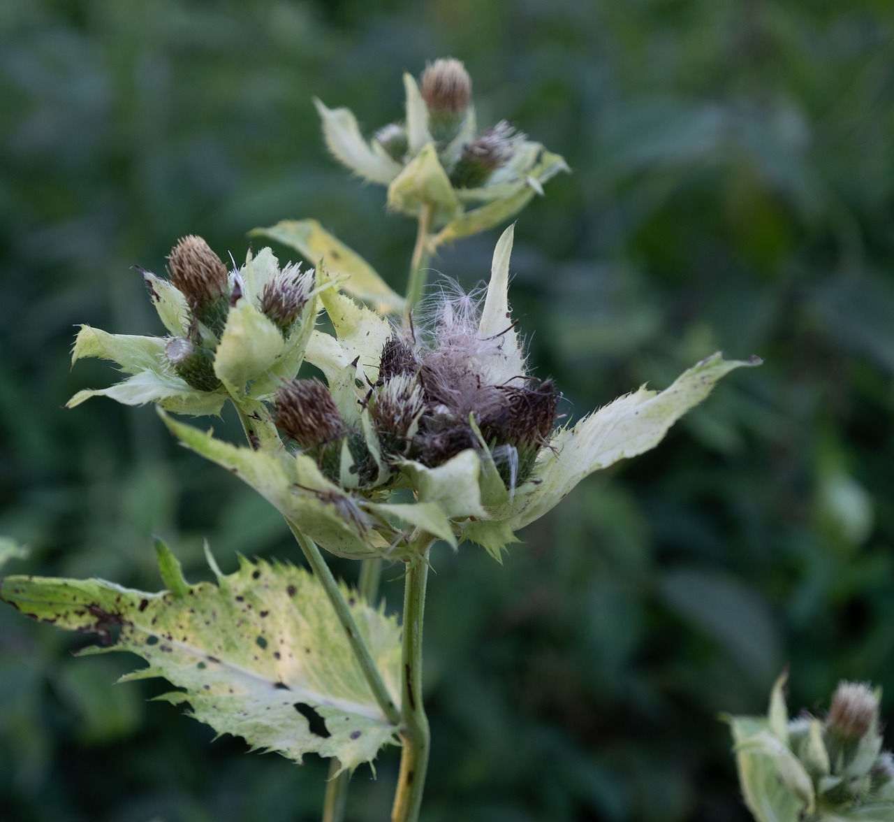 Gėlės,  Bud,  Pobūdį,  Žalias,  Meadow,  Laukinių Gėlių,  Makro,  Iš Arti,  Žydi,  Laukas