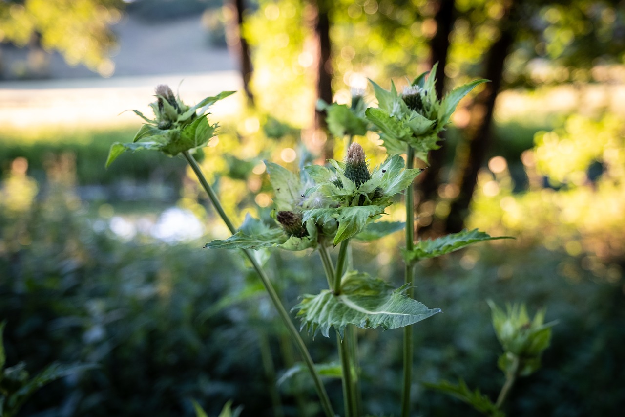 Gėlės,  Bud,  Pobūdį,  Žalias,  Meadow,  Laukinių Gėlių,  Makro,  Iš Arti,  Žydi,  Laukas