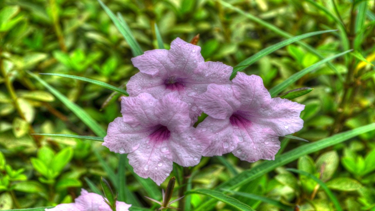 Gėlės, Žydėti, Flora, Nemokamos Nuotraukos,  Nemokama Licenzija