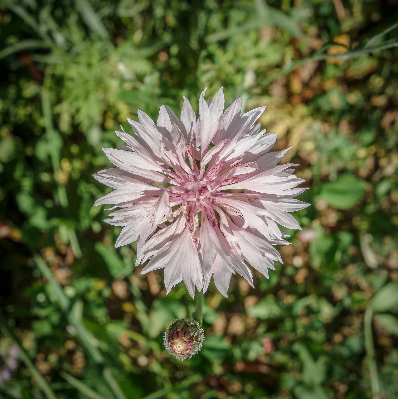 Gėlės,  Bud,  Thistle,  Violetinė,  Žalias,  Makro,  Closeups,  Baltos Spalvos,  Fonas,  Pavasaris