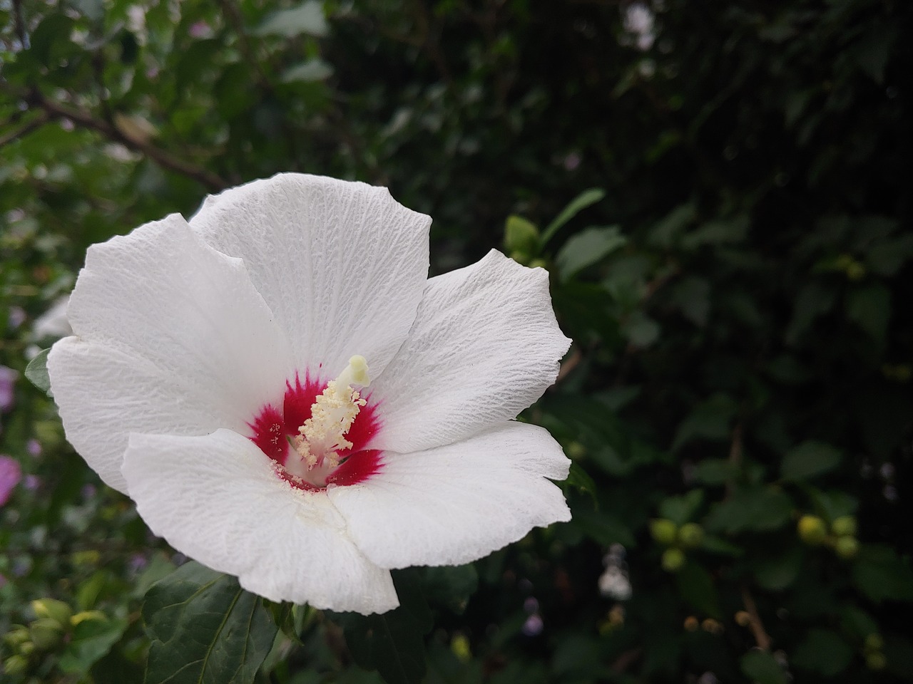 Gėlės,  Sodas,  Žiedlapis,  Rose Of Sharon,  Balta Gėlė, Nemokamos Nuotraukos,  Nemokama Licenzija