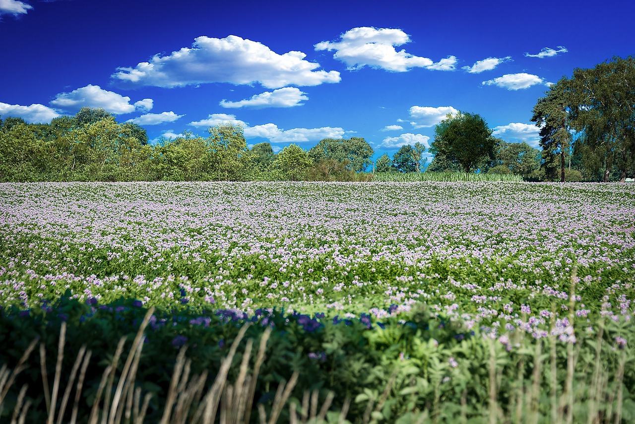 Gėlės,  Meadow,  Gėlių Pieva,  Pobūdį,  Pavasaris,  Augalų,  Vasara,  Žolė,  Laukas,  Laukinių Gėlių