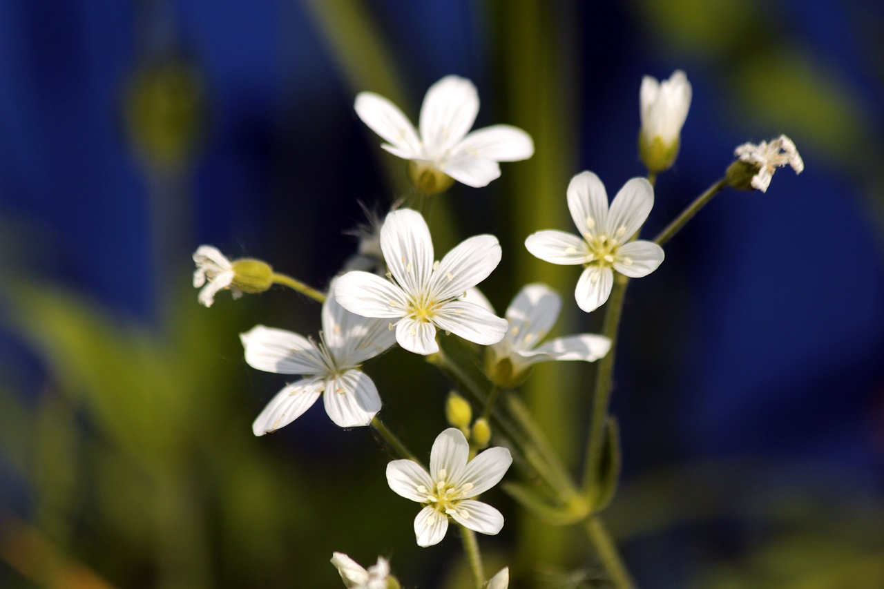 Gėlės,  Žolė,  Žydi,  Mėlyna,  Baltos Gėlės,  Iš Arti,  Floros,  Ne Žmogus,  Augalų,  Pobūdį