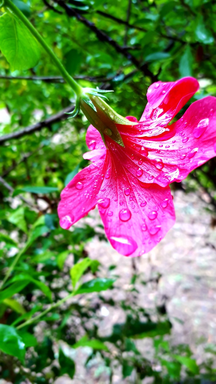 Gėlės,  Lietaus Lašai,  Monsoon,  Rožinis, Nemokamos Nuotraukos,  Nemokama Licenzija