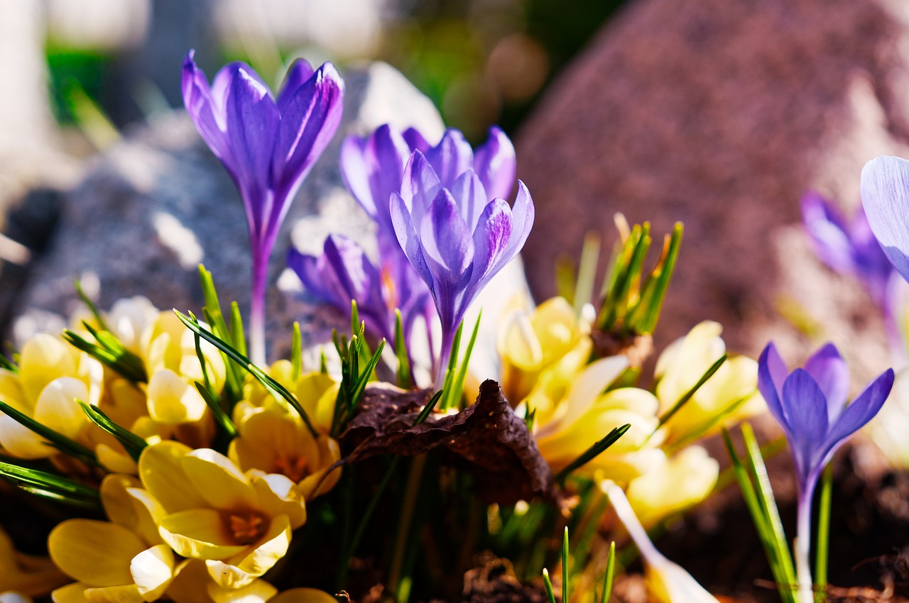 Gėlės,  Pavasaris,  Krokus,  Snieguolė,  Atodrėkis, Nemokamos Nuotraukos,  Nemokama Licenzija