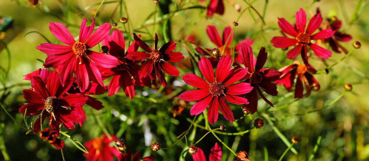 Gėlės,  Raudona,  Sodas,  Vasara,  Floros,  Žiedlapiai,  Žydi,  Romantika,  Švelnus,  Grožis