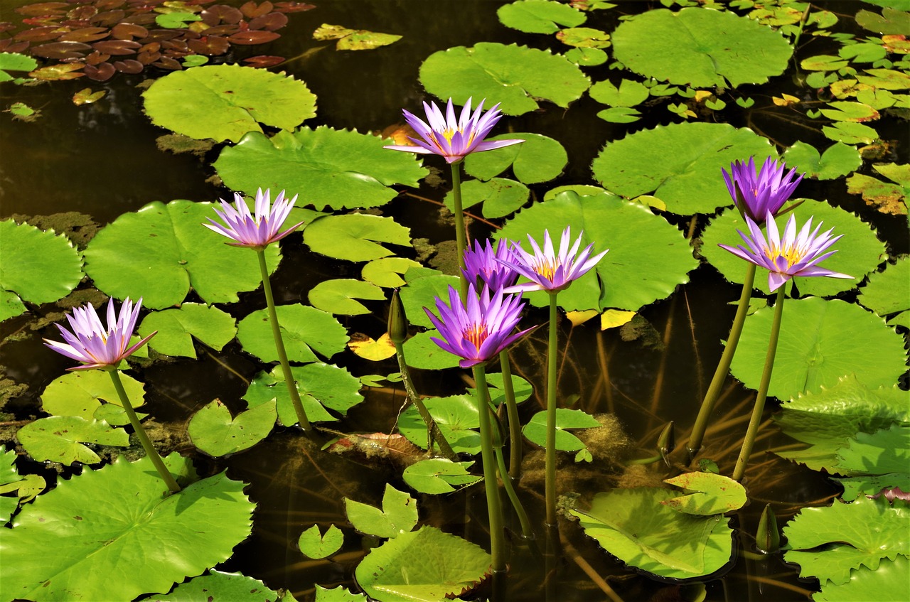 Gėlės,  Vandens Lelijos,  Vandens Gėlės,  Violetinė,  Vandens Lelijos Violetinė, Nemokamos Nuotraukos,  Nemokama Licenzija