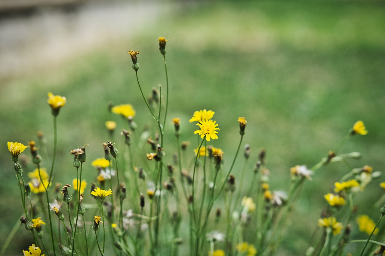 Gėlės,  Meadow,  Geltonos Gėlės, Nemokamos Nuotraukos,  Nemokama Licenzija