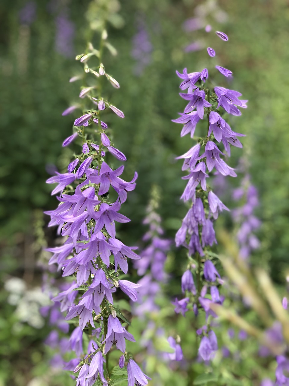 Gėlės,  Augalai,  Žydi,  Pobūdį,  Žiedas,  Žiedlapiai,  Violetinė,  Vasara,  Meadow,  Laukas