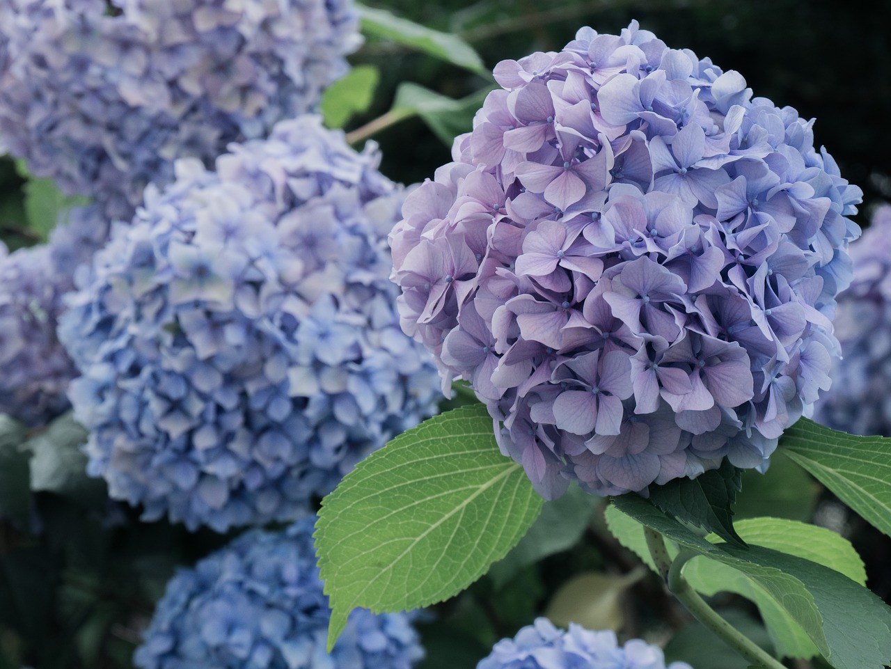 Gėlės,  Hydrangeas,  Mėlyna,  Sodas, Nemokamos Nuotraukos,  Nemokama Licenzija