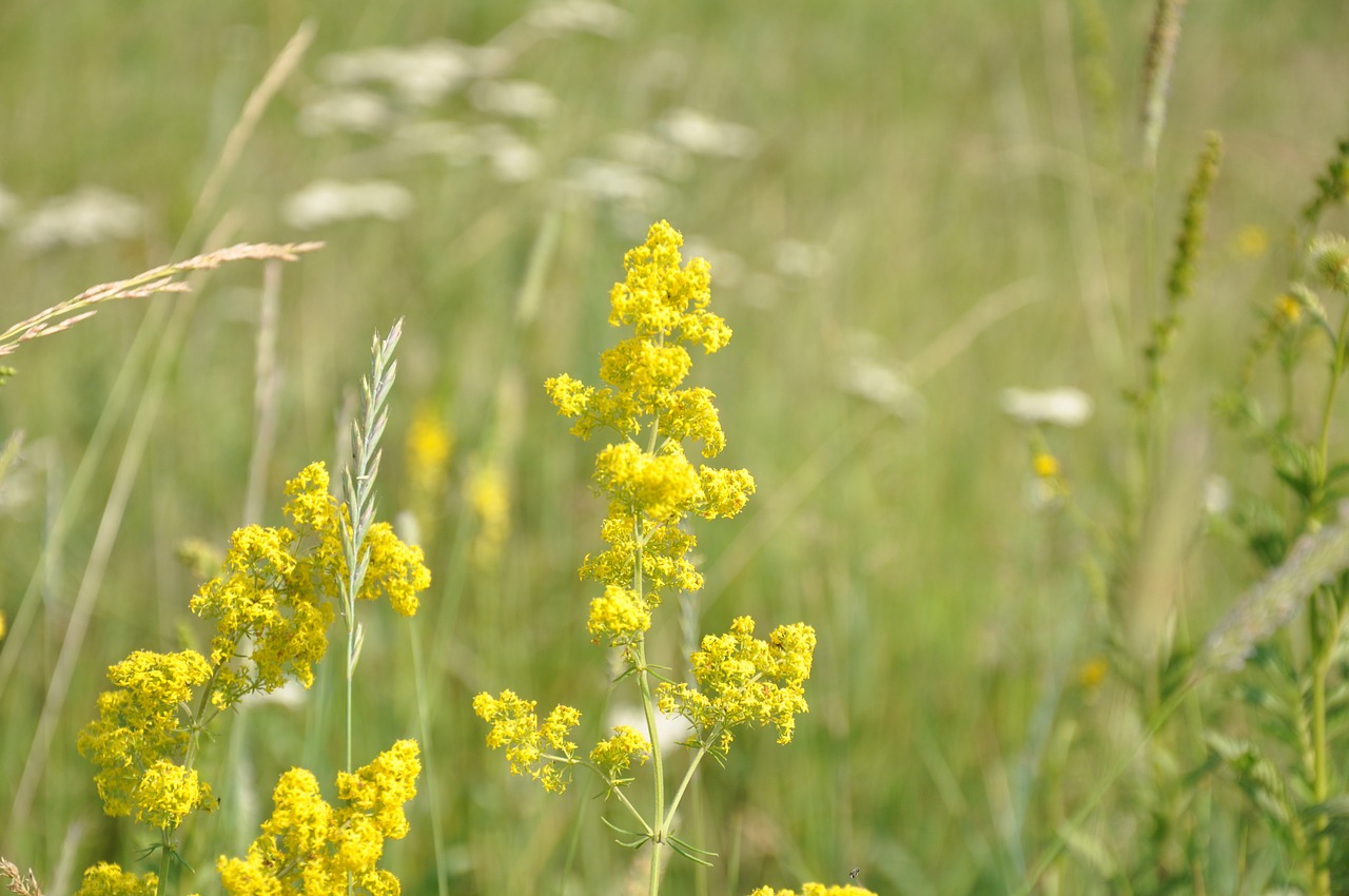 Gėlės,  Žolė,  Meadow,  Laukas,  Vasara,  Pobūdį,  Žolės,  Žydi,  Kraštovaizdis,  Botanica