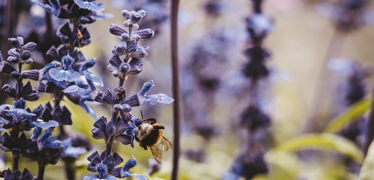 Gėlės,  Pobūdį,  Bičių,  Reklama,  Geliu Lova,  Bokeh,  Gražus,  Žiedas,  Žydi,  Spalva