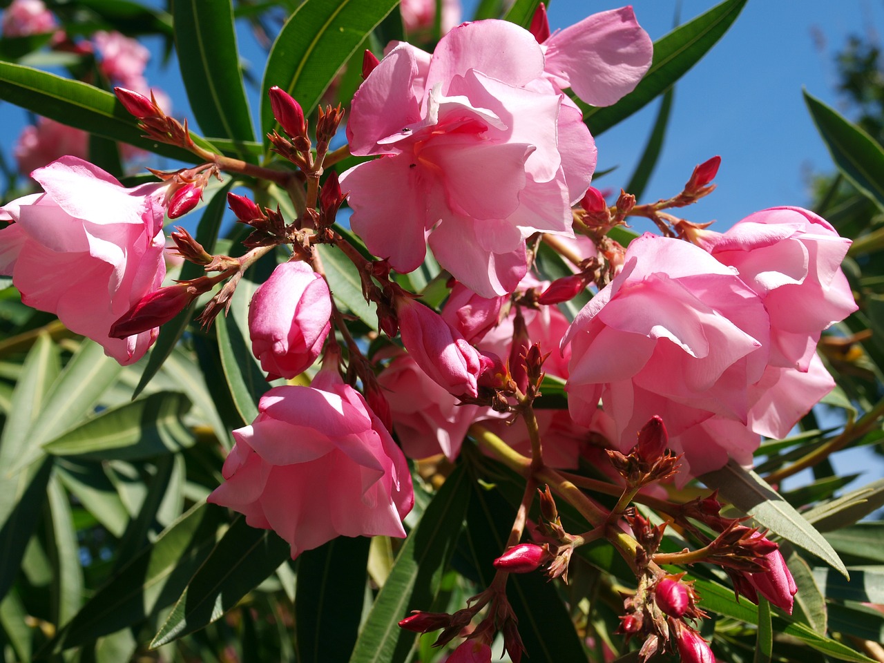 Что цветет розовыми цветами в крыму. Олеандр в Абхазии. Олеандр розовый. Олеандр дерево. Олеандр куст.