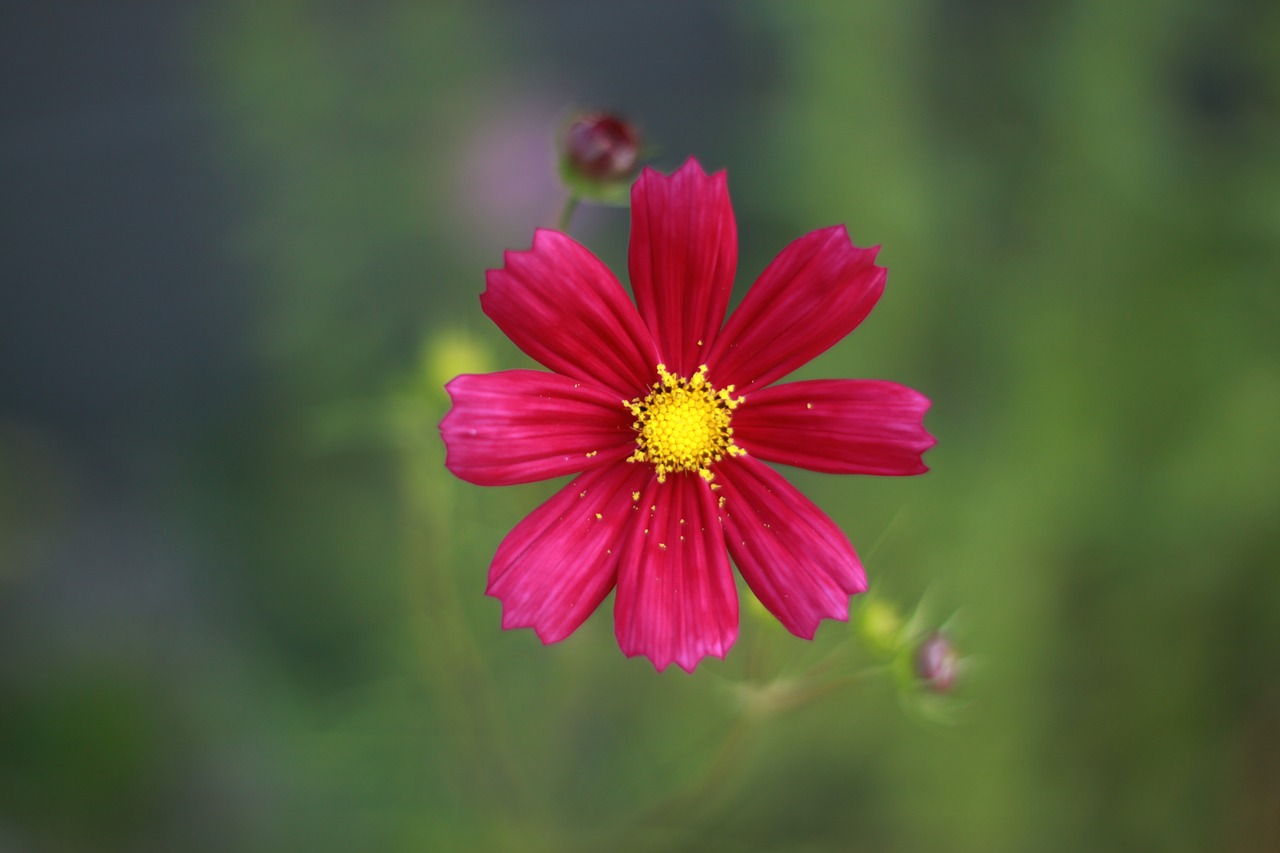 Gėlės,  Pobūdį,  Wildflower,  Augalai, Nemokamos Nuotraukos,  Nemokama Licenzija