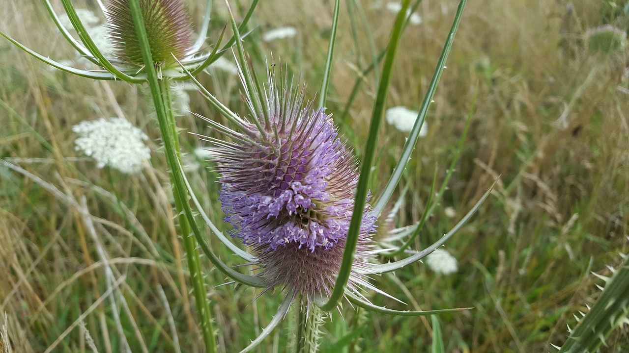 Gėlės,  Gėlė,  Pobūdį,  Floros,  Pavasaris,  Žydėjimas, Nemokamos Nuotraukos,  Nemokama Licenzija