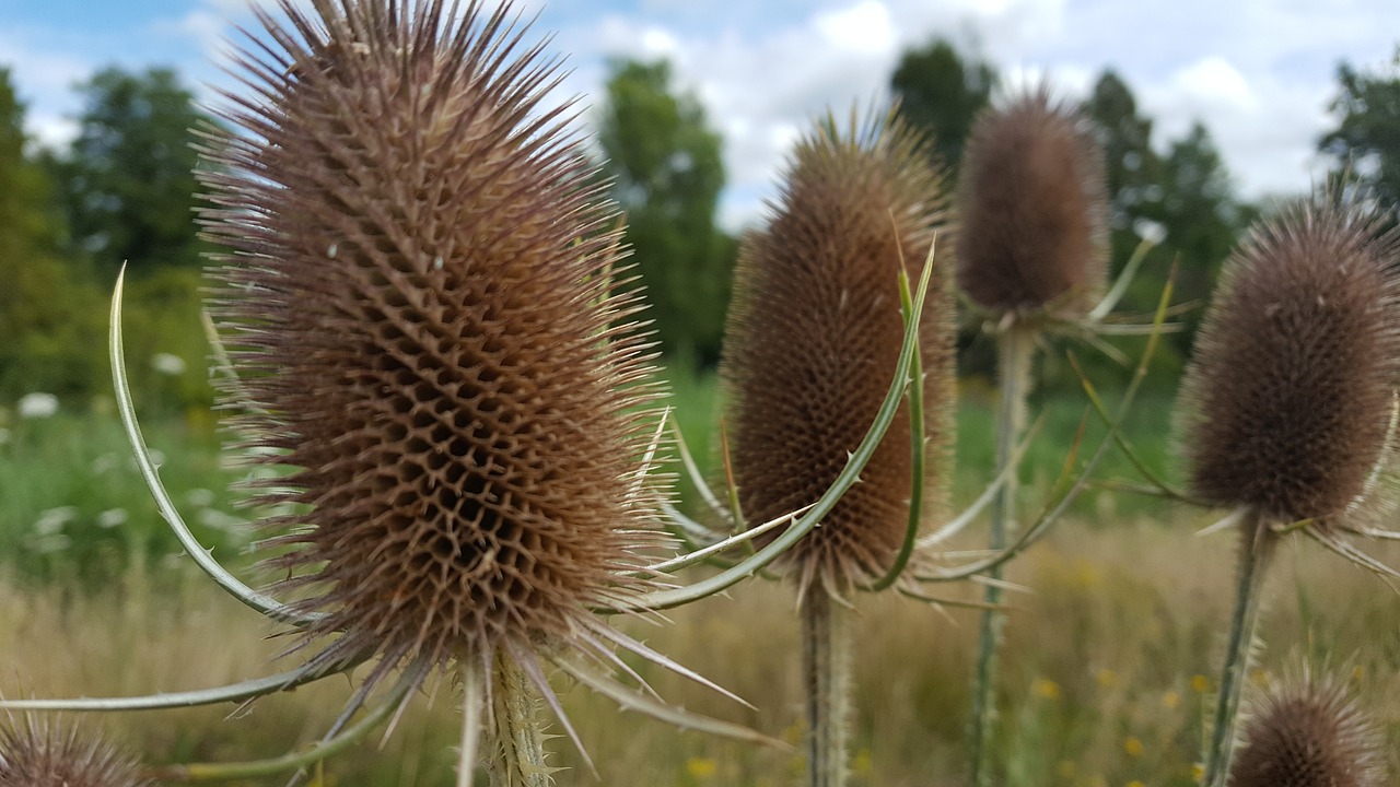 Gėlės,  Gėlė,  Žydi,  Pobūdį,  Floros,  Žydėjimas, Nemokamos Nuotraukos,  Nemokama Licenzija