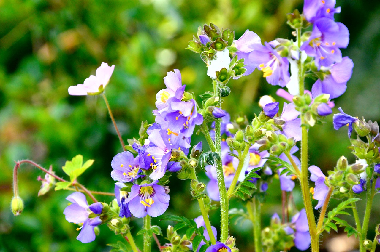 Gėlės,  Žydi,  Laukinių Gėlių,  Violetinė,  Gamta, Nemokamos Nuotraukos,  Nemokama Licenzija