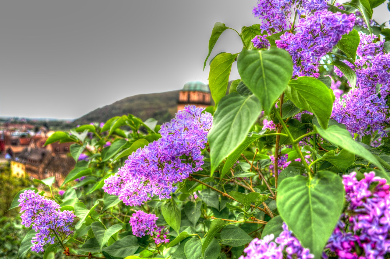 Gėlės, Augalas, Gamta, Violetinė, Gėlė, Kraštovaizdis, Flora, Foto Filtras, Filtras, Hdr