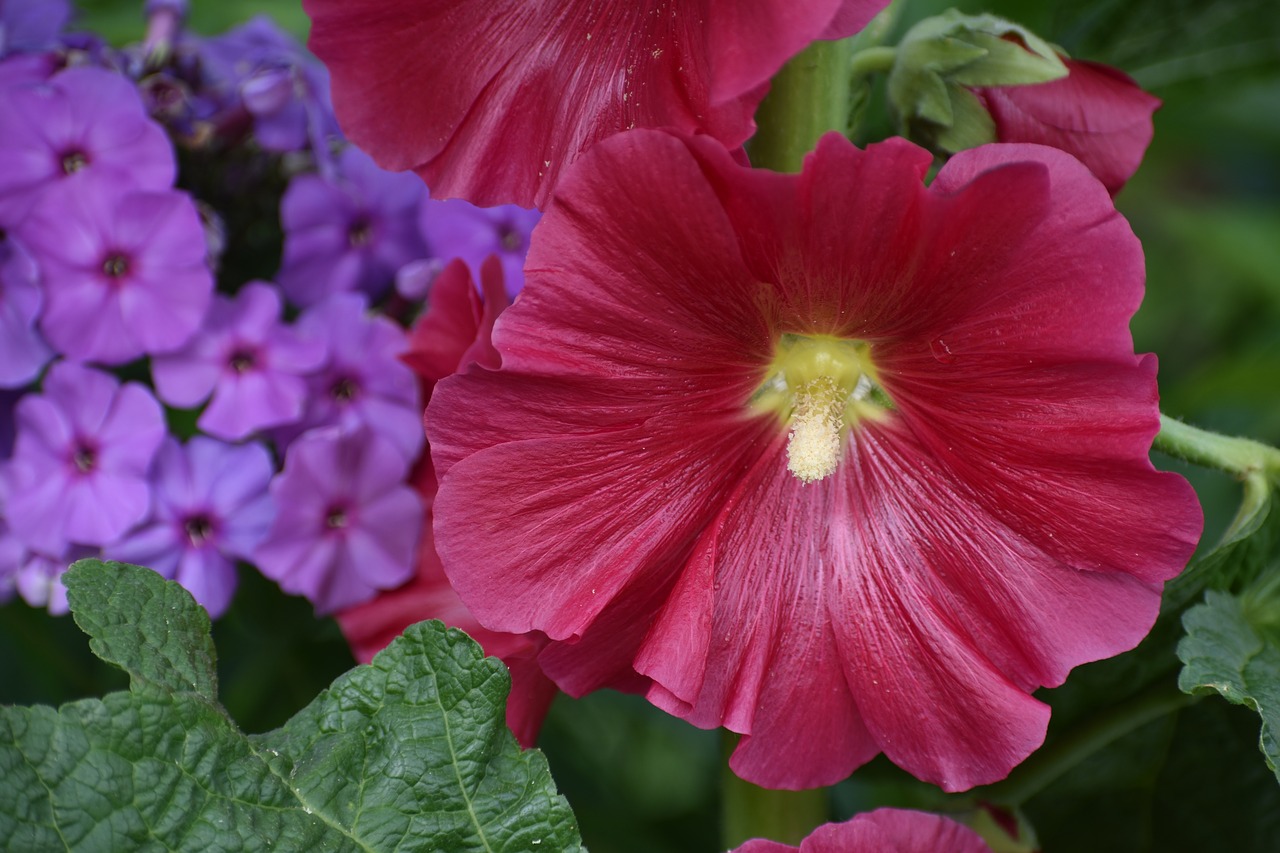 Gėlės,  Šviesus,  Atsargų Išaugo,  Phlox,  Malva,  Spalva,  Pobūdį,  Sodas,  Spalvinga,  Žydi