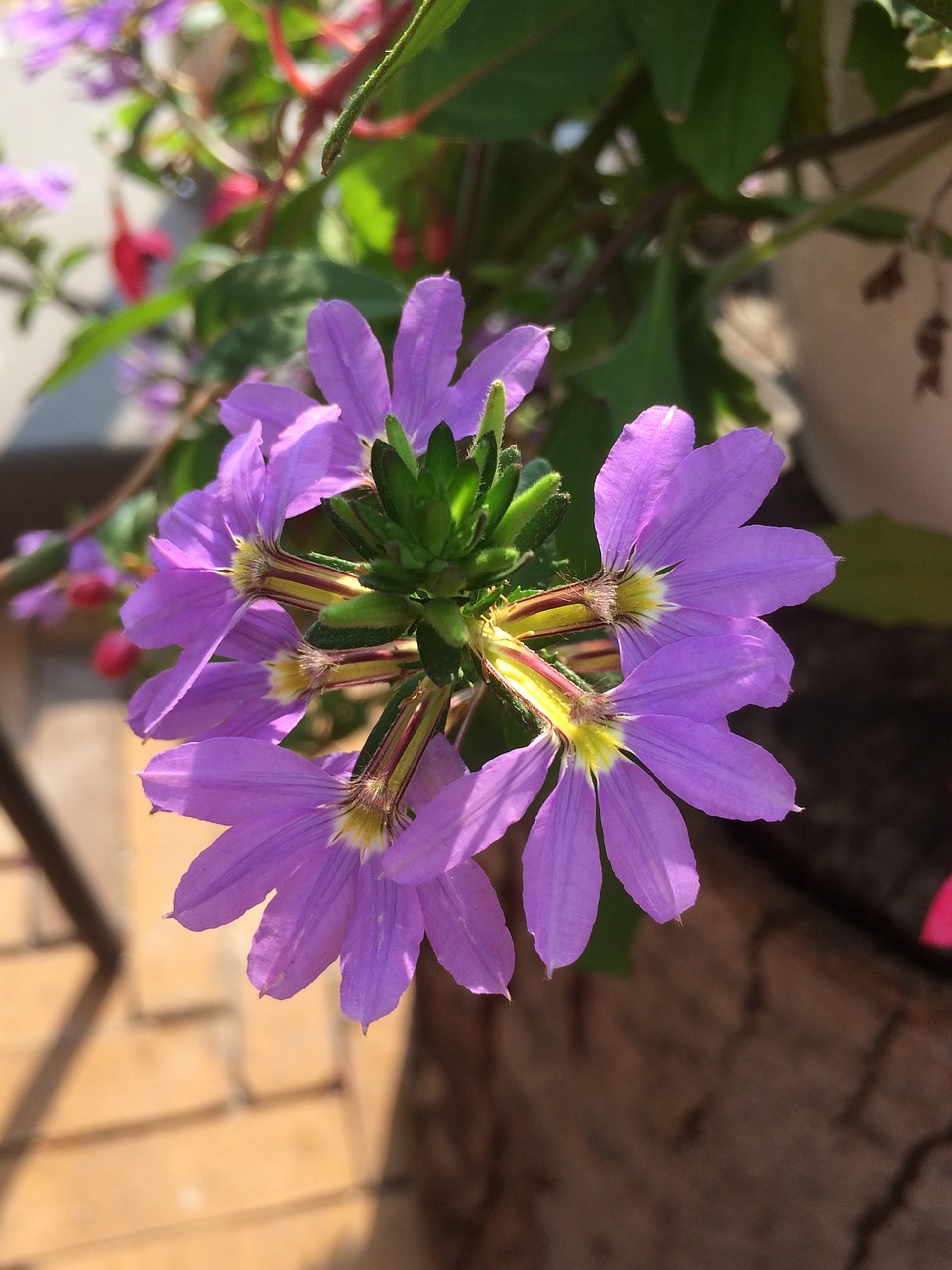 Gėlės,  Violetinė,  Vasara,  Daržovių,  Žydėjimo,  Žydi,  Pobūdį,  Violetinė,  Žiedlapiai, Nemokamos Nuotraukos