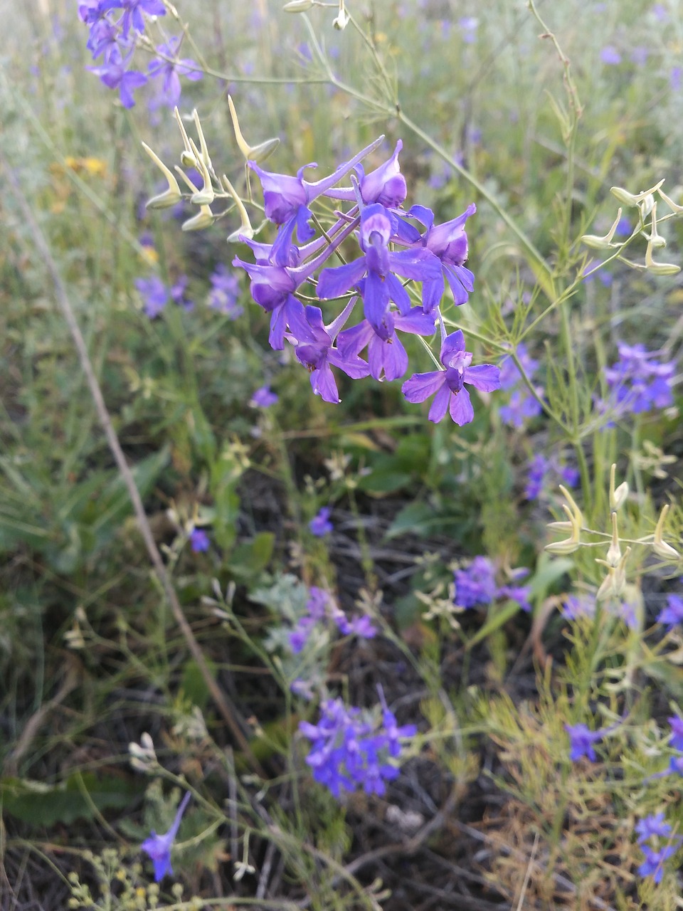 Gėlės,  Vasaros,  Pobūdį,  Gėlė,  Žydi,  Floros,  Puokštė,  Žydi,  Meilė,  Vasara