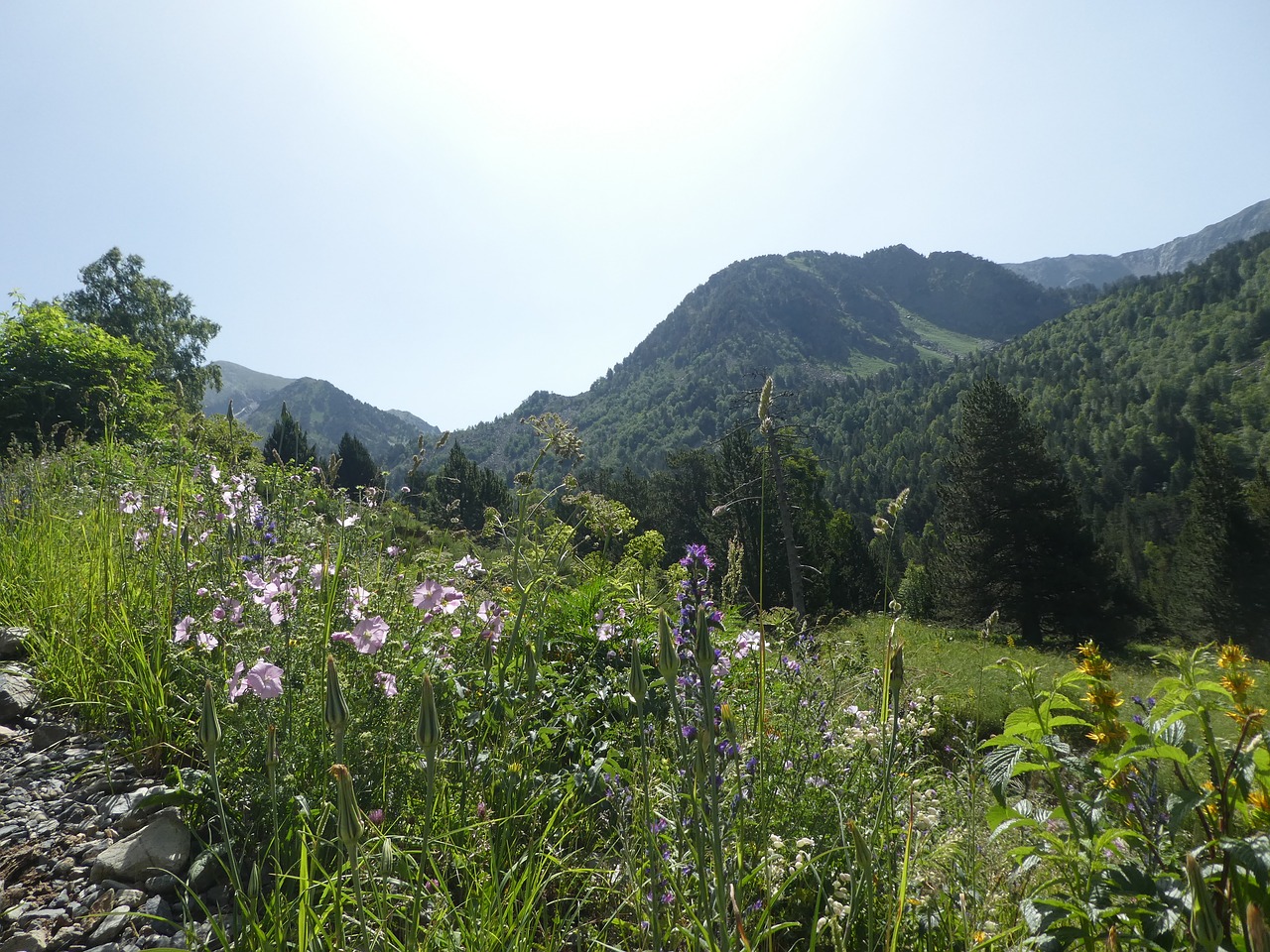 Gėlės,  Medžiai,  Kalnų,  Andora, Nemokamos Nuotraukos,  Nemokama Licenzija