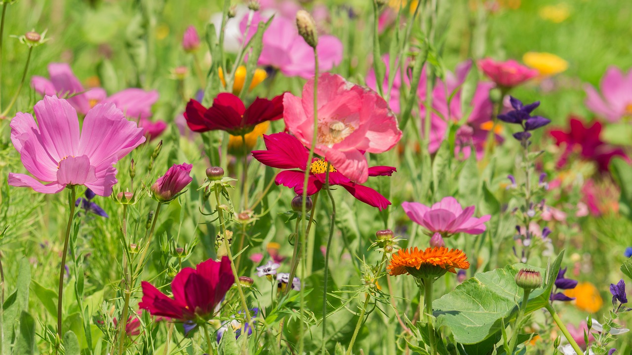 Gėlės,  Meadow,  Gėlių Pieva,  Žydi,  Žolė, Nemokamos Nuotraukos,  Nemokama Licenzija