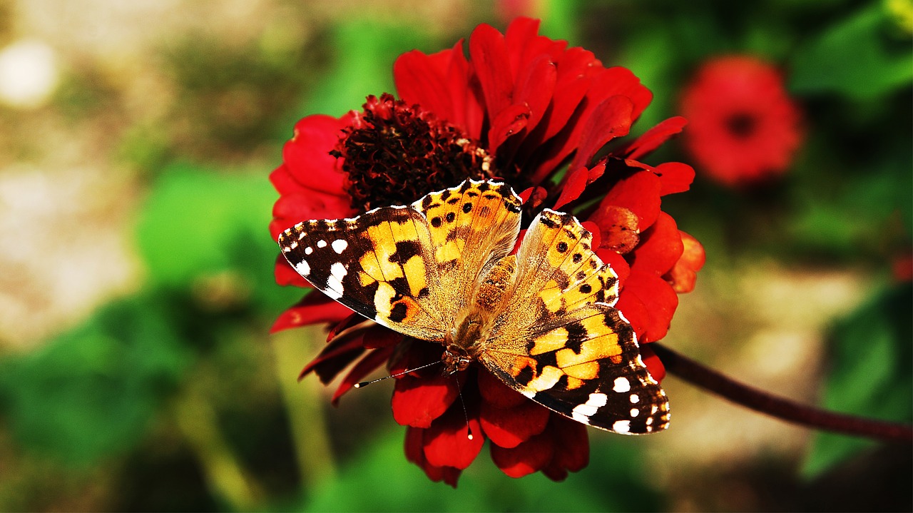 Gėlės,  Buriuotojas,  Vabzdžiai,  Pobūdį,  Drugelis,  Vasara,  Wildflower,  Tigras Sklandūnai,  Korėja,  Šis Tipas