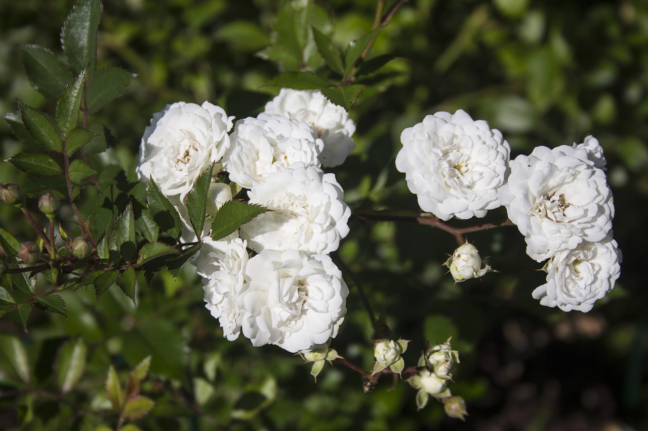 Gėlės,  Gėlių Sodas,  Žydi,  Floros,  Pobūdį,  Augalų,  Vasara, Nemokamos Nuotraukos,  Nemokama Licenzija