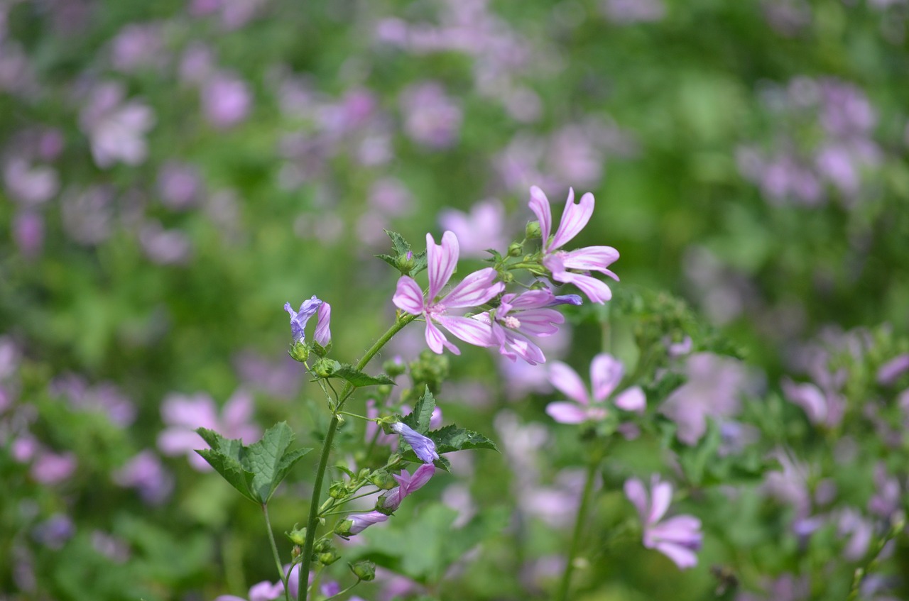 Gėlės,  Pobūdį,  Violetinė, Nemokamos Nuotraukos,  Nemokama Licenzija