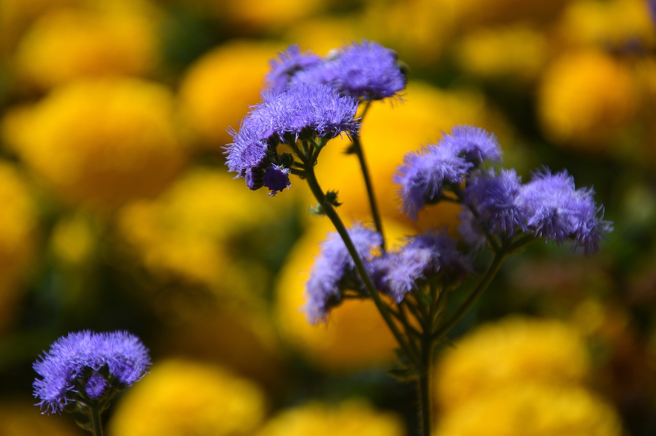 Gėlės,  Augalų,  Vasara,  Geltona,  Violetinė,  Pobūdį,  Floros,  Sodas, Nemokamos Nuotraukos,  Nemokama Licenzija