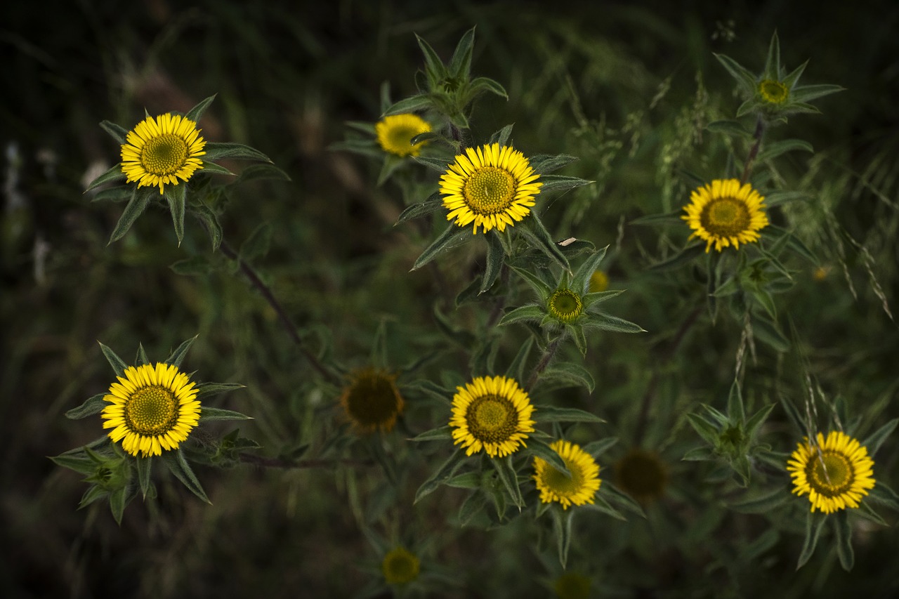 Gėlės,  Laukas,  Gėlė,  Augalų,  Floros,  Gražus,  Žiedlapis,  Geltona,  Daisy,  Grožio