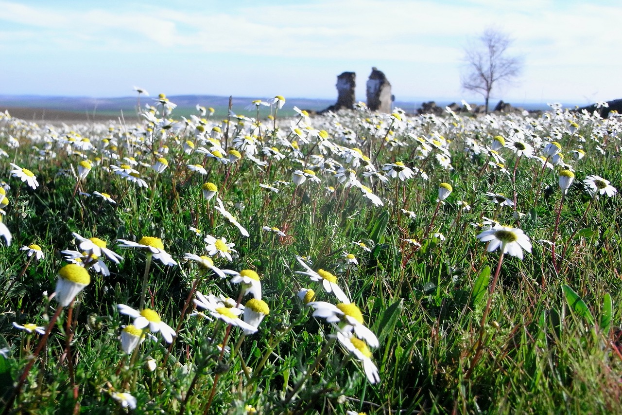 Gėlės,  Meadow,  Kraštovaizdis,  Laukinių Gėlių,  Gėlių Pieva,  Žydi,  Laukas,  Žolė,  Žiedas,  Žydėjimas