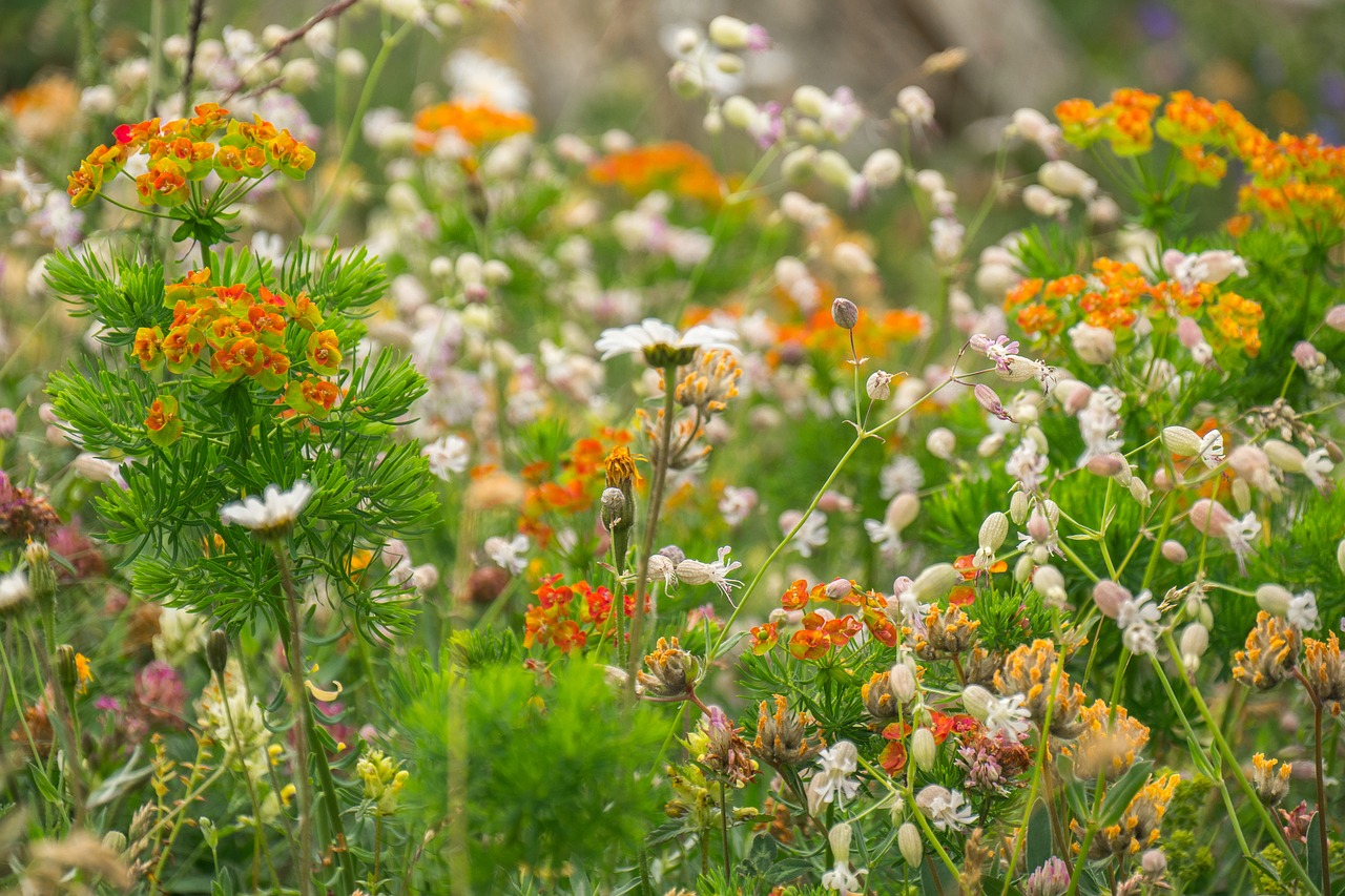 Gėlės,  Kalnų Gėlės,  Laukinių Gėlių,  Meadow,  Gamta, Nemokamos Nuotraukos,  Nemokama Licenzija