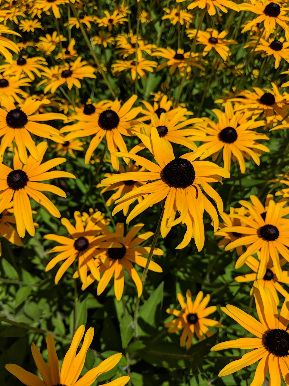 Gėlės,  Blackeyed Susan,  Vasara,  Pobūdį,  Geltona, Nemokamos Nuotraukos,  Nemokama Licenzija