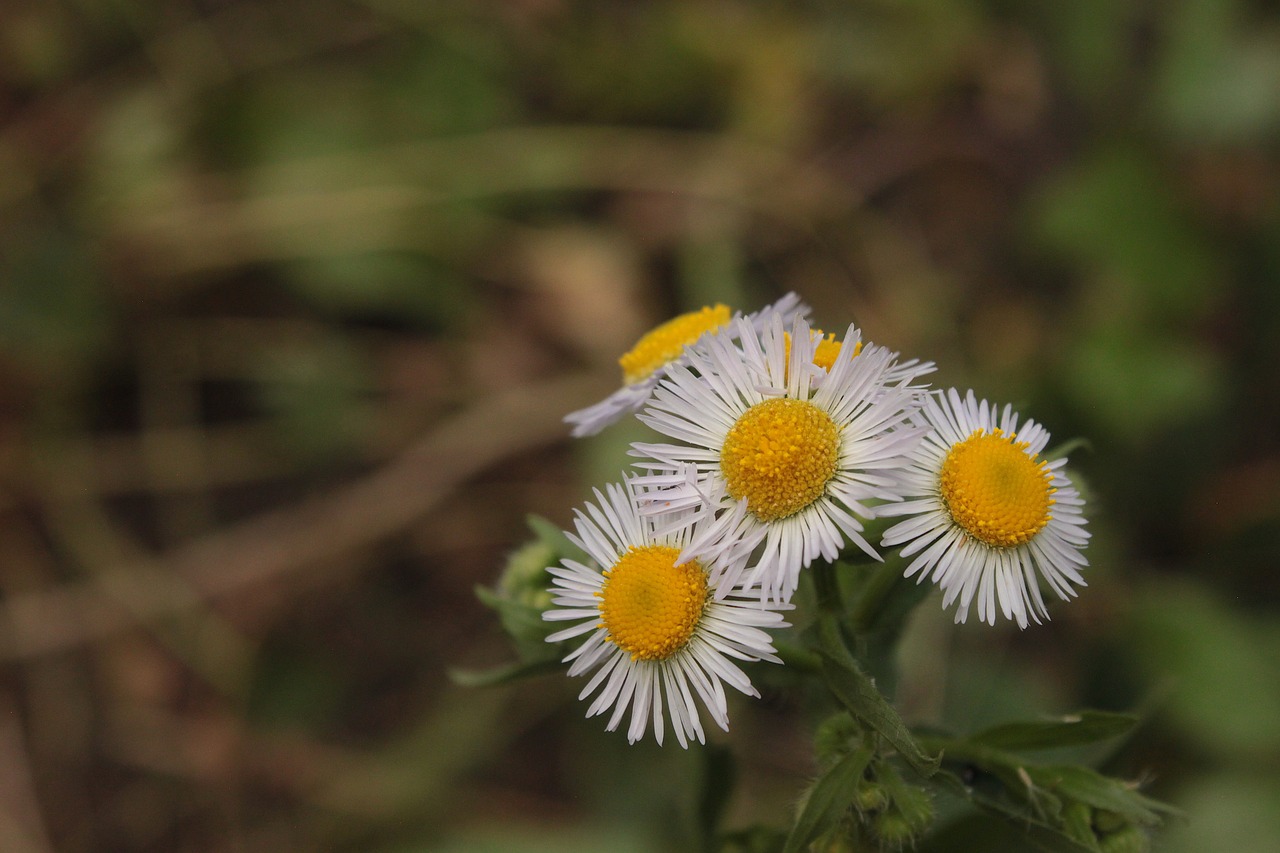 Gėlės,  Baltos Spalvos,  Vasara,  Augalų,  Meadow,  Pobūdį,  Sodas,  Žiedlapių,  Geltona, Nemokamos Nuotraukos