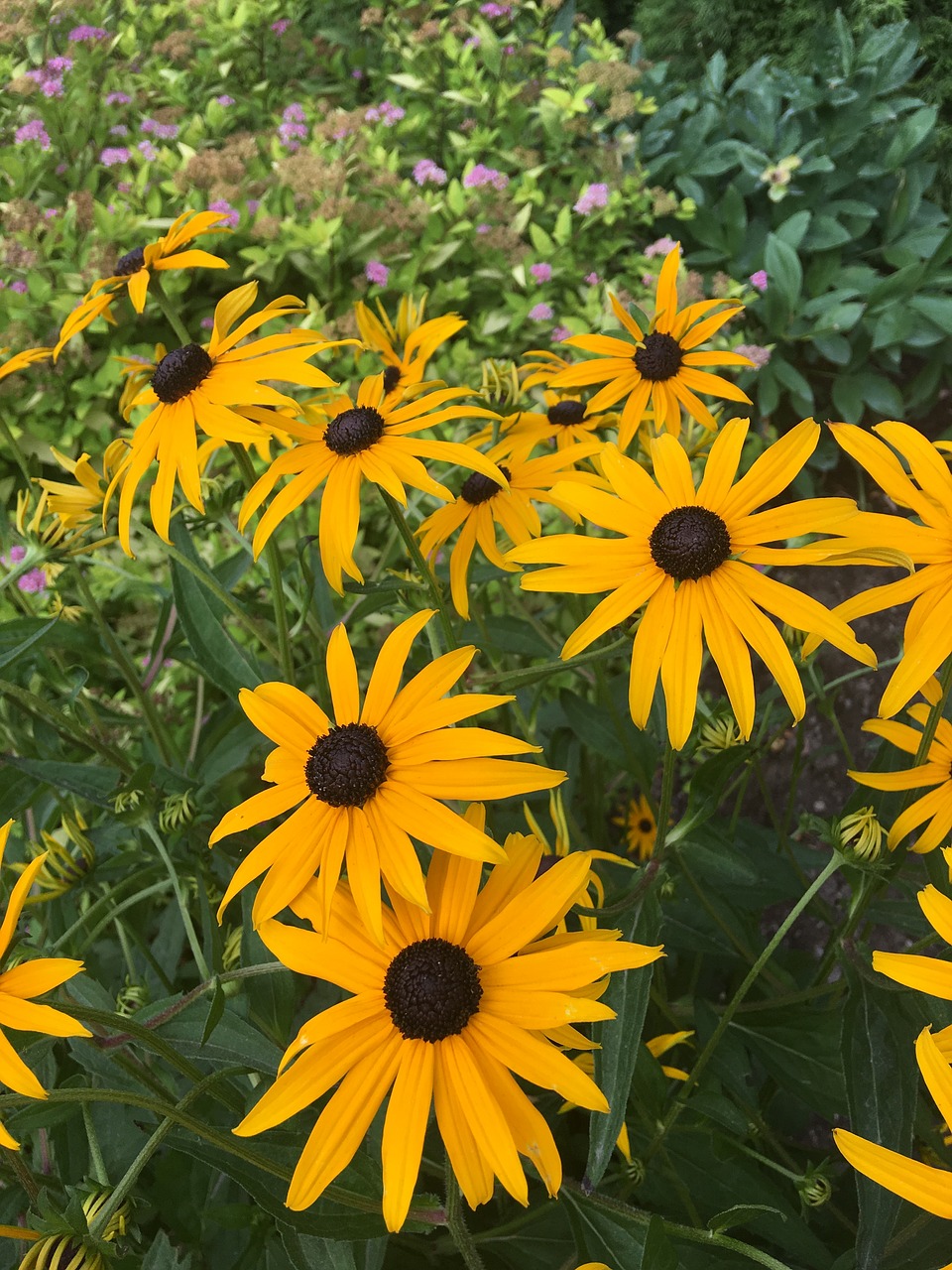 Gėlės,  Sun Flower,  Vasara,  Geltona,  Pobūdį,  Rudenį Ir Žiemos Sodas,  Sunny,  Šviesus,  Saulėgrąža, Nemokamos Nuotraukos