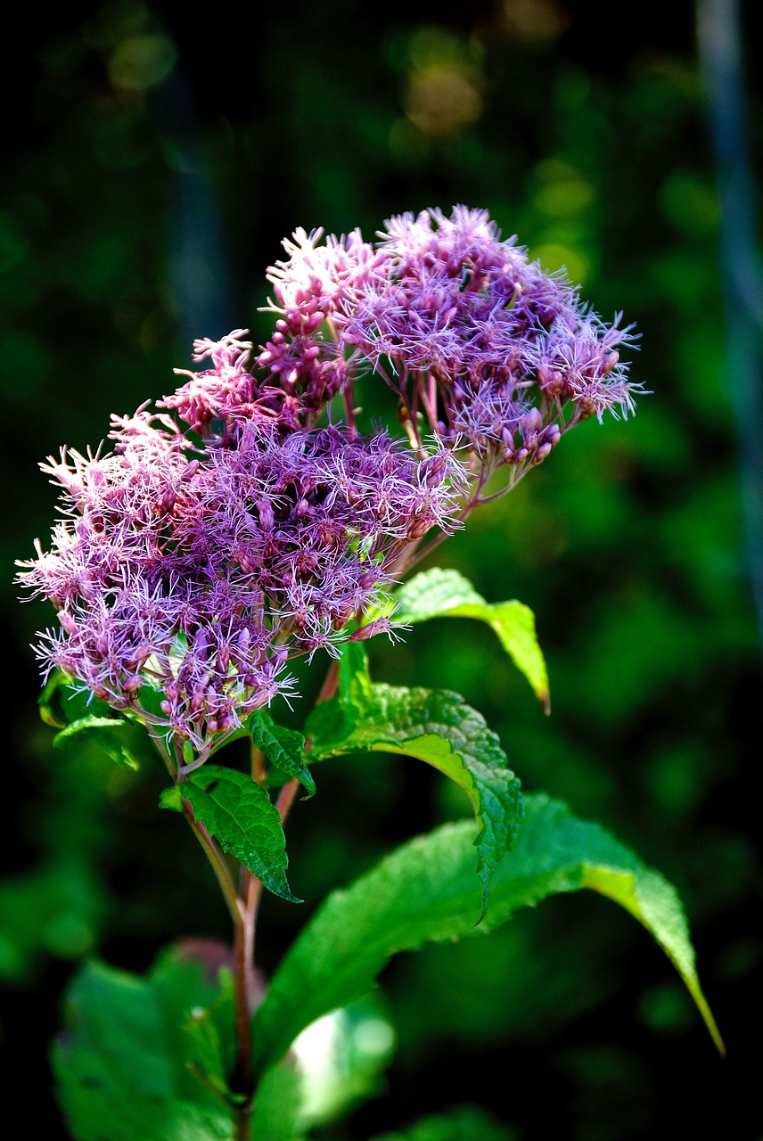 Gėlės,  Violetinė,  Žydi,  Pobūdį,  Augalų,  Žiedas,  Sodo,  Vasara,  Floros,  Žiedlapių