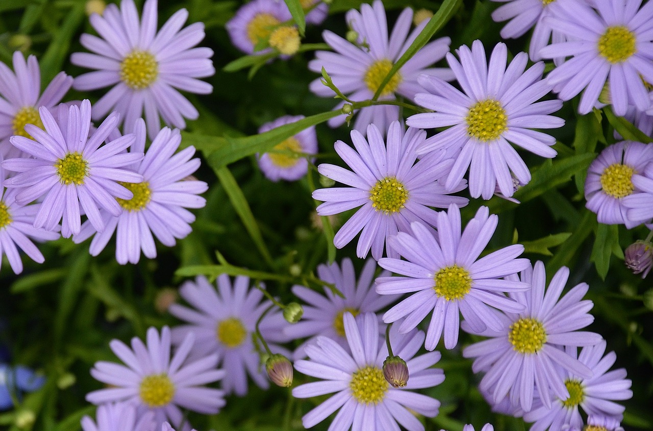 Gėlės, Augalas, Gamta, Pavasaris, Lila, Makro, Flora, Violetinė, Vasara, Žydėti