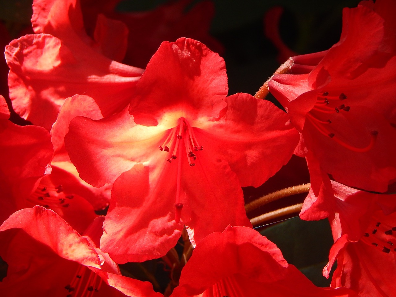 Gėlės, Sodas, Rhodies, Raudona, Saulės Šviesa, Vasara, Nemokamos Nuotraukos,  Nemokama Licenzija