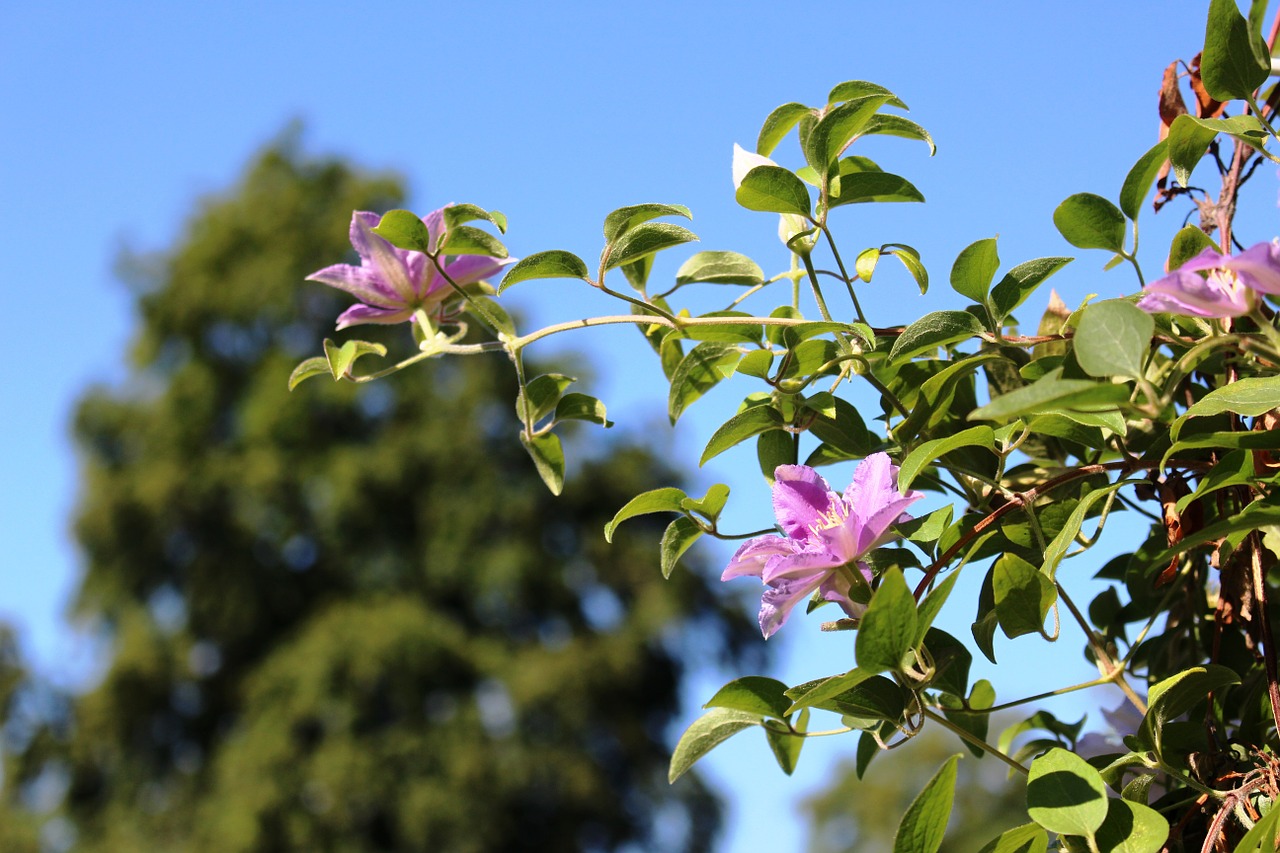 Gėlės, Clematis, Alpinistas, Violetinė, Gražus, Fonas, Nemokamos Nuotraukos,  Nemokama Licenzija