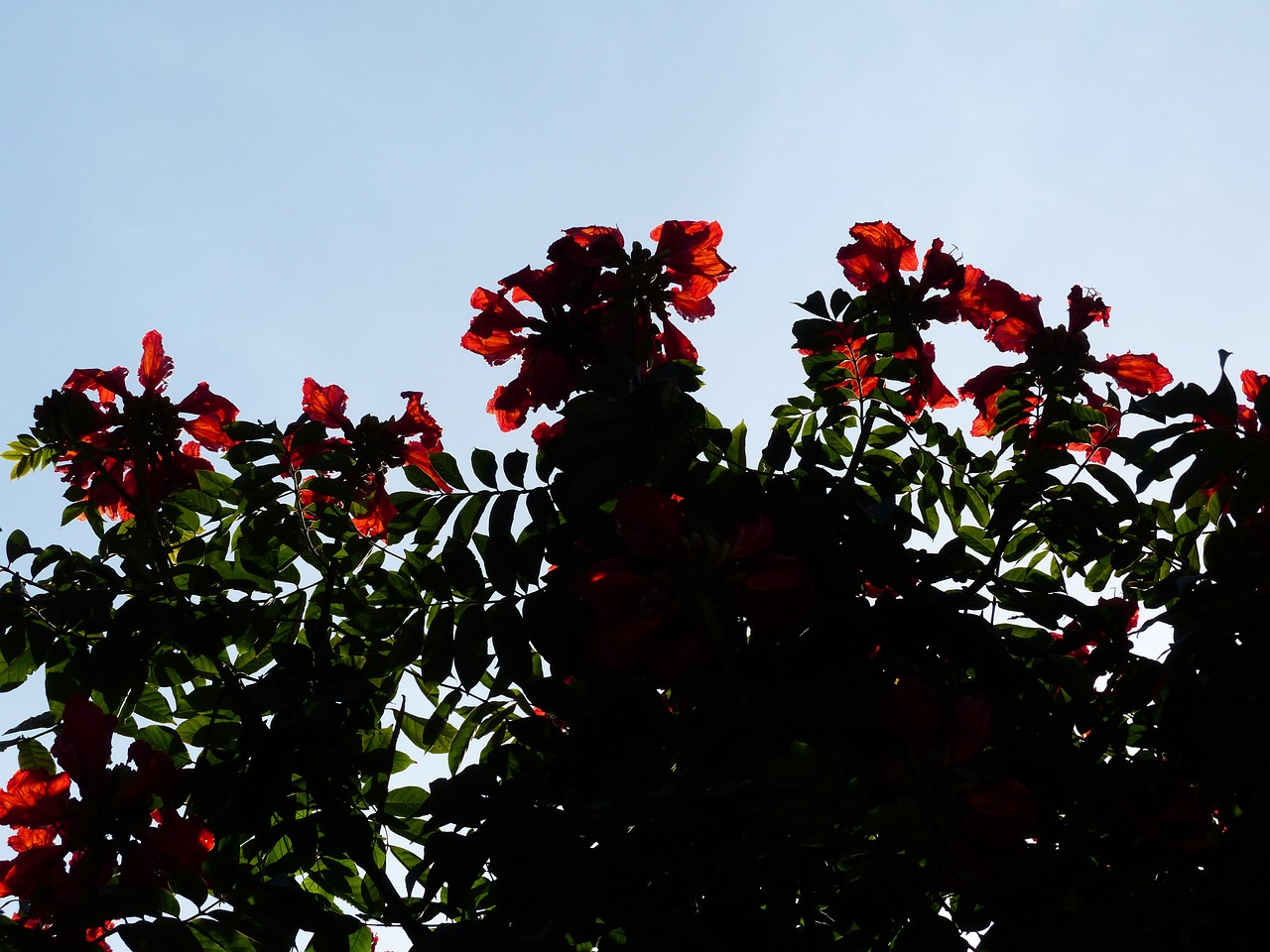 Gėlės, Raudona, Tulpių Medis, Šviesus, African Tulpenbaum, Spathodea Campanulata, Bignoniaceae Augalai, Bignoniaceae, Ant Vynmedžio, Sepals