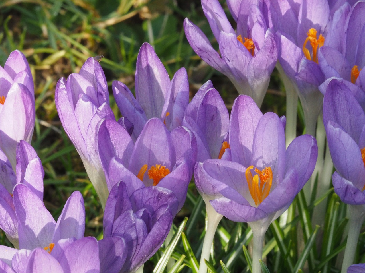 Gėlės, Crocus, Nemokamos Nuotraukos,  Nemokama Licenzija