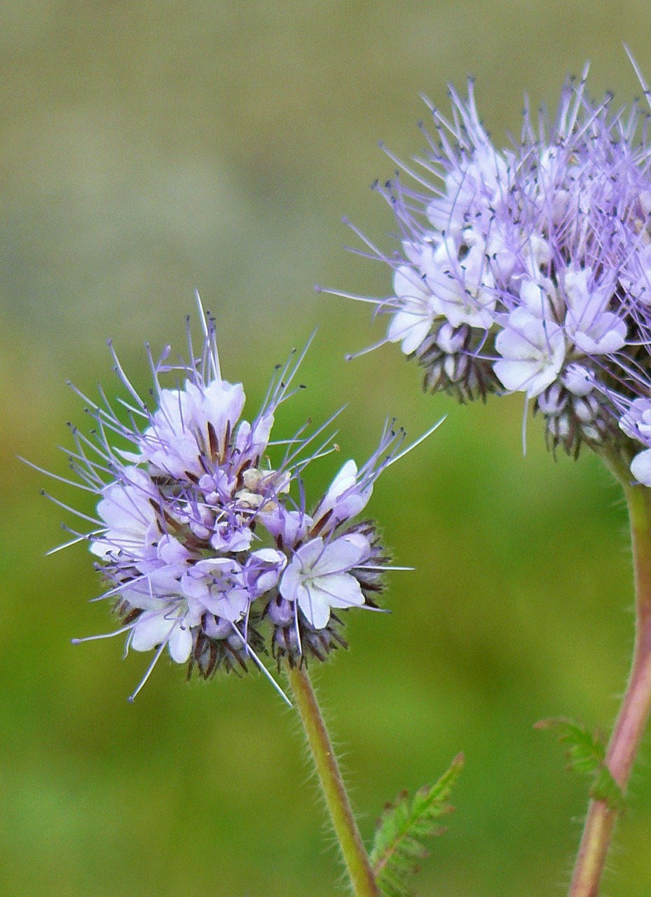 Gėlės, Aštraus Gėlė, Uždaryti, Laukinė Gėlė, Violetinė, Augalas, Gamta, Žydėti, Gražus, Flora